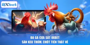 Đá Gà Cựa Sắt 8XBET - Săn Kèo Thơm, Chốt Tiền Thật Về